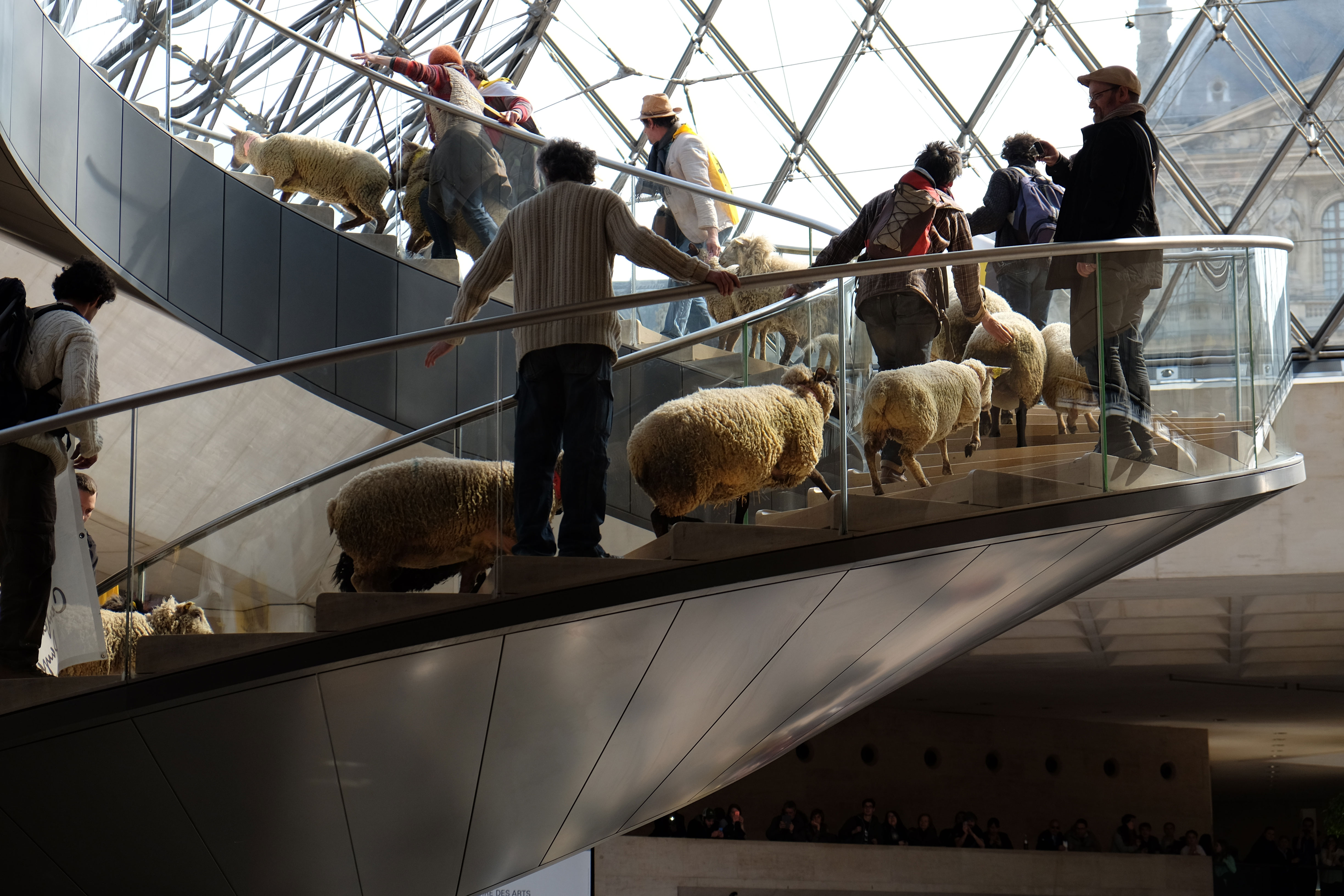 Sheep at the Louvre